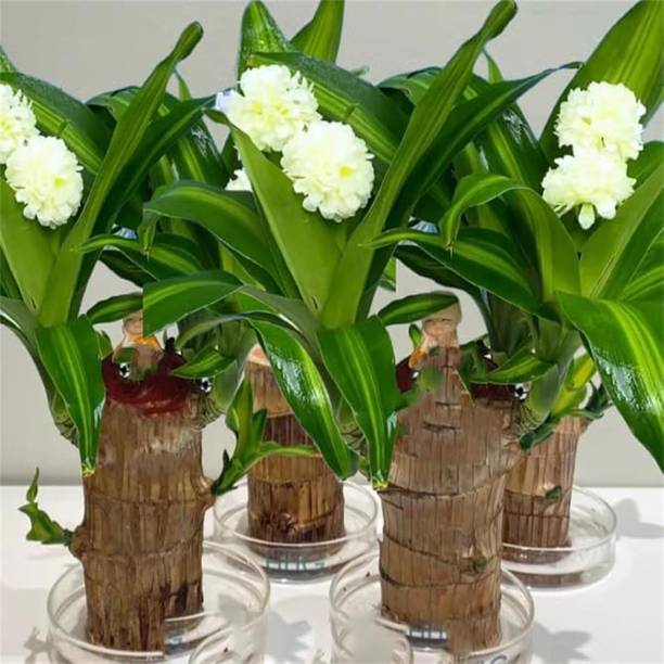 रुप रिश ब्राज़ीलियन वुड पौधा