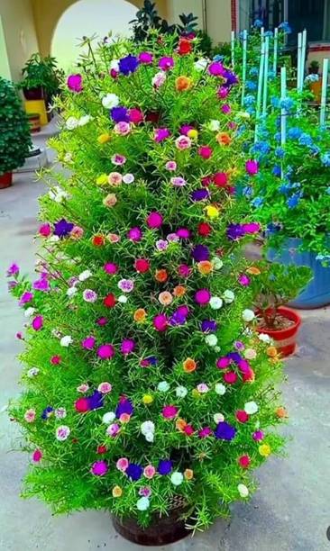 AVRAJIT Portulaca,Moss Rose flower,9 o clock flower,Sun Rose seeds Seed