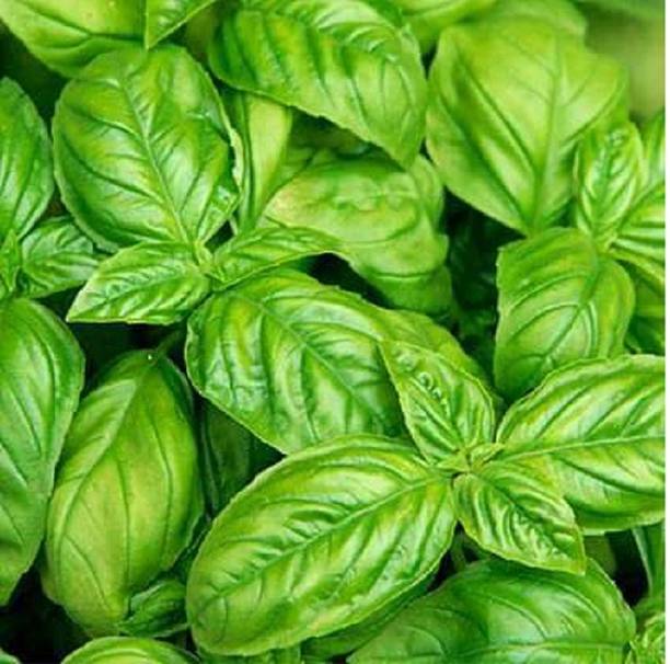 Green snap Tulsi GREEN SEEDS [1000 Seeds] Seed