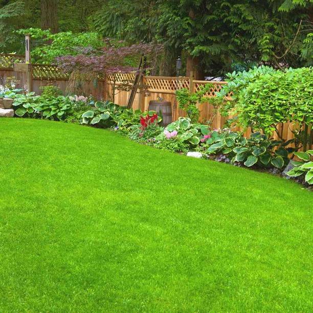 wequality Bermuda grass seeds, Bermuda lawn grass seeds Seed
