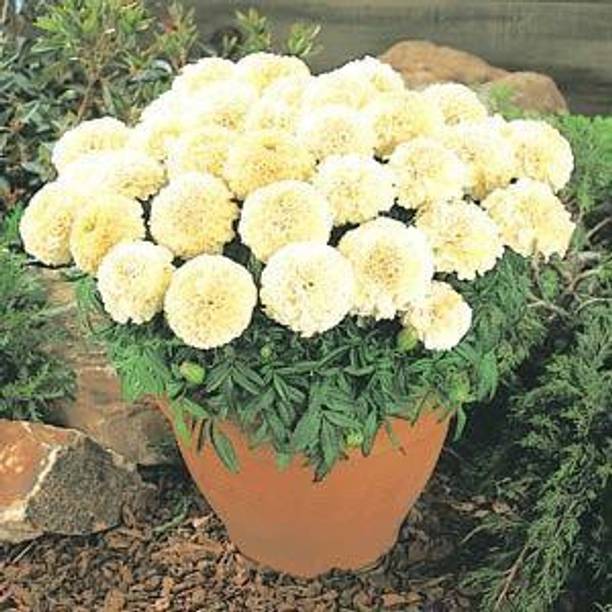Mozette White marigold flower Seed