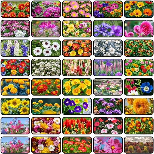 Greenery Hub 40 Variety Mixed Flower Seeds Combo Seed
