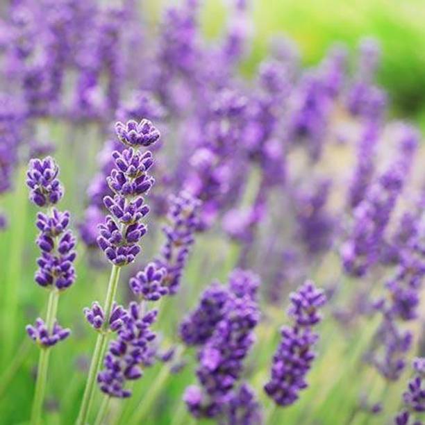 PLANTZON Lavender Plant Seed
