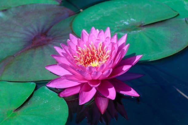 PNOQO Lotus Seed