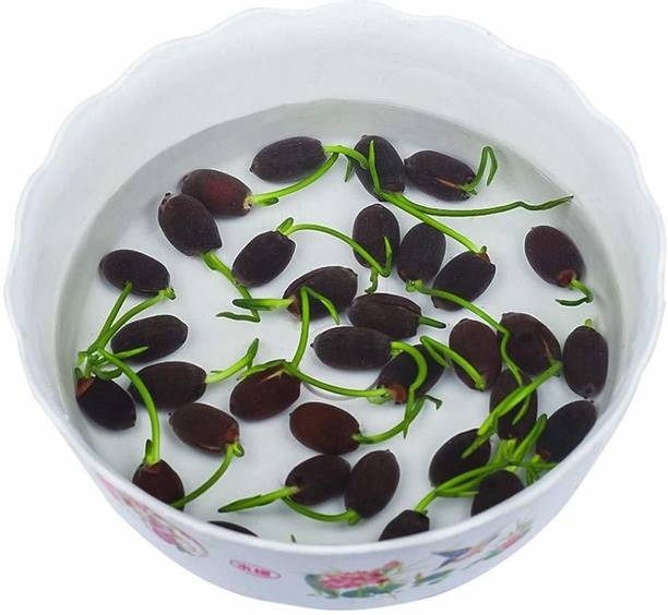 Silba Lotus Seed