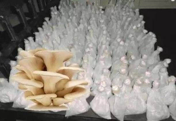 chiku Mushroom Seed Seed