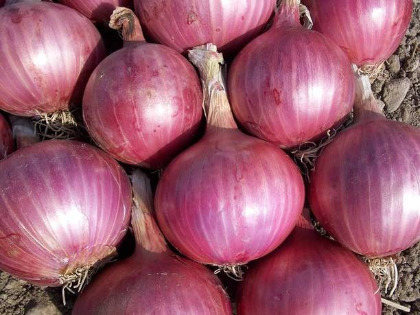 ARIAANAM Organic Onion (Pyaaz) Seed