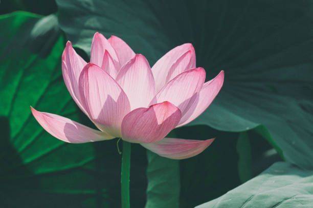 PNOQO Lotus Seed