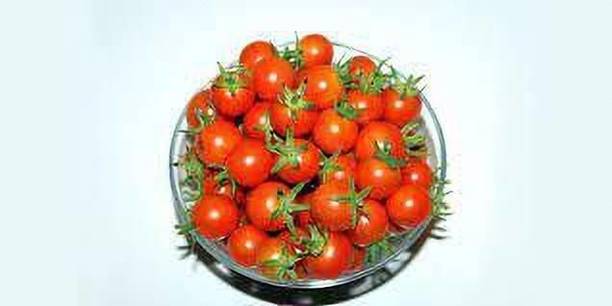 PNOQO tomato seed Seed
