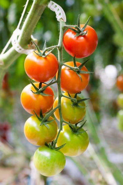 Silba tomato Seed