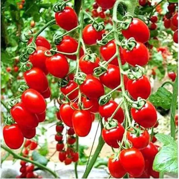 PNOQO Cherry Tomato, Tomato Seed