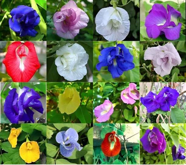 SMGOLD Aparajita Flower Seeds, Butterfly pea seeds, Blue pea seeds, Koyala Seed