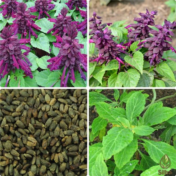 PNOQO Salvia Bright Bloom Garden Flower Seed