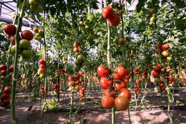 PNOQO tomato Seed