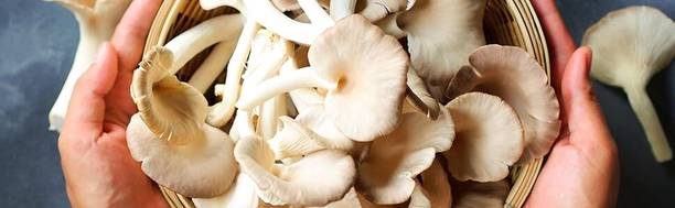 Aero Seeds Button mushroom seed,organic,Healthy,Vegetable seed,Pack of Seed