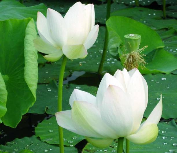 PNOQO Lotus Seed