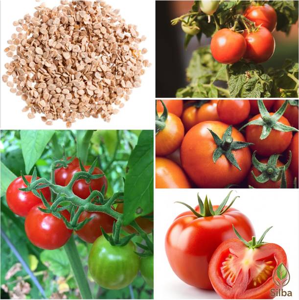 PNOQO Tomato Seed, Tamatar Seed Seed