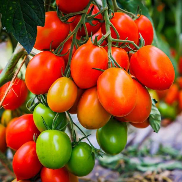 SMGOLD Tomato Seeds, syngenta Tomato Seeds, hybrid Tomato Seed