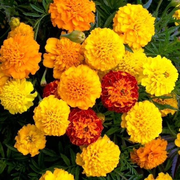 Aywal marigold hybrid flower Seed