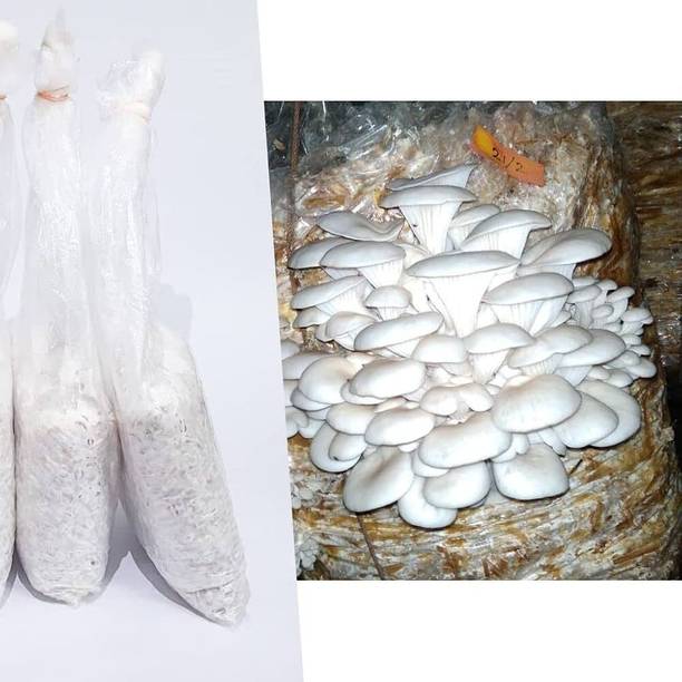 Arko Original Oyster mushroom seed,organic,Healthy,Vegetable Seed Seed