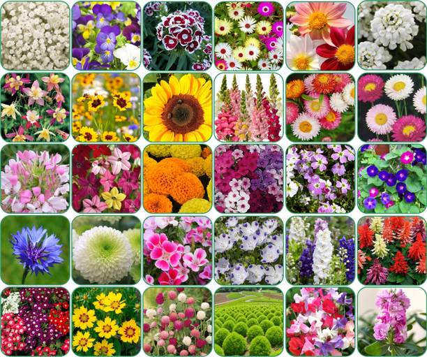 Flipkart SmartBuy Flipkart SmartBuy 30 varieties flower seeds combo pack. Seed