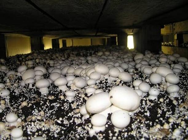 GREENSEA White Oyster Mushroom Seed