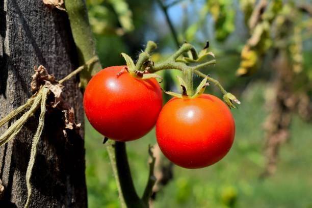 PNOQO tomato Seed