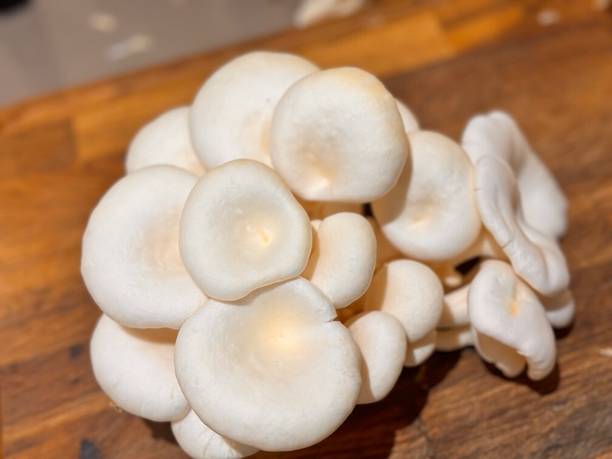 GREENSEA White Oyster Mushroom Seed