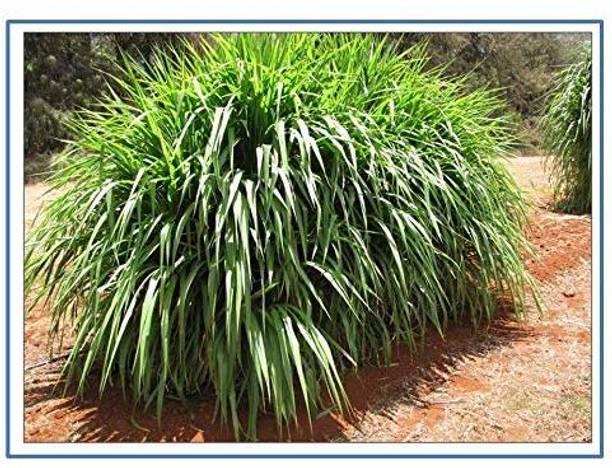 रानी गैलरिया सुपर नेपियर ग्रास, हाइब्रिड ग्रास, ऑस्ट्रेलियन रेड नेपियर ग्रास, एलीफैंट ग्रास बीज