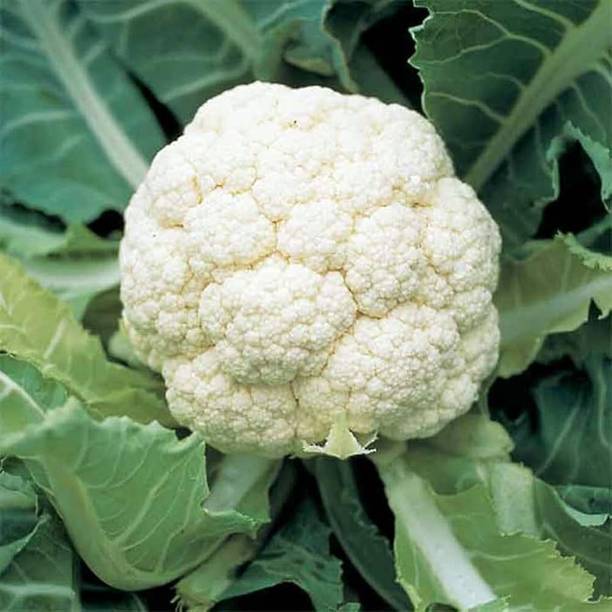ARIAANAM Cauliflower – Vegetable Seed