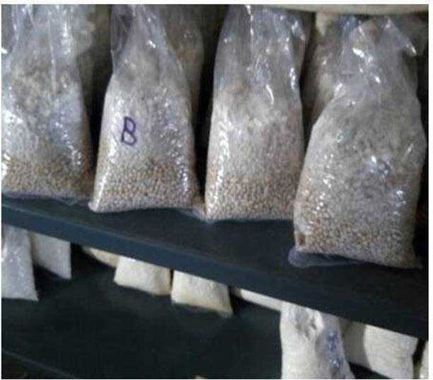 Aero Seeds Oyster Mushroom Seed Seed