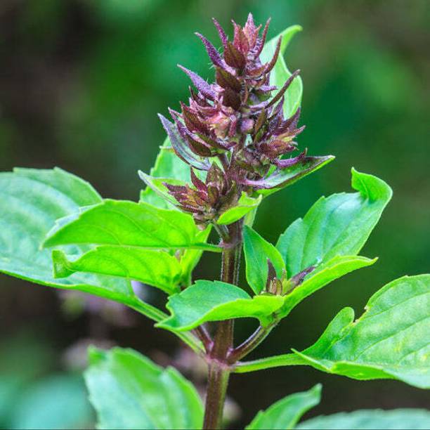 CYBIXES Holy Basil Seed