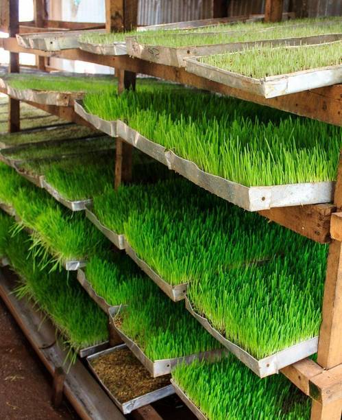 Silba Fodder grass seeds, Grass seeds for cow Seed