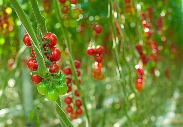 Silba tomato Seed