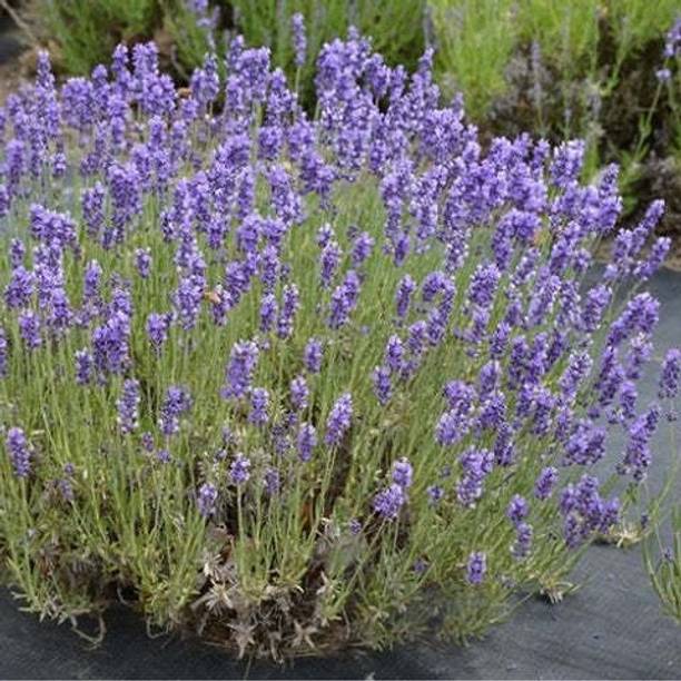 PLANTZON Lavender Plant Seed