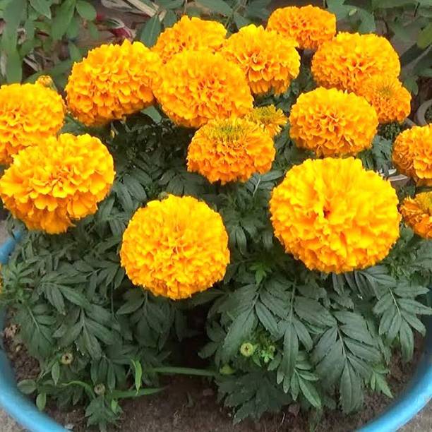 Aywal Hybrid Mix Marigold Seed