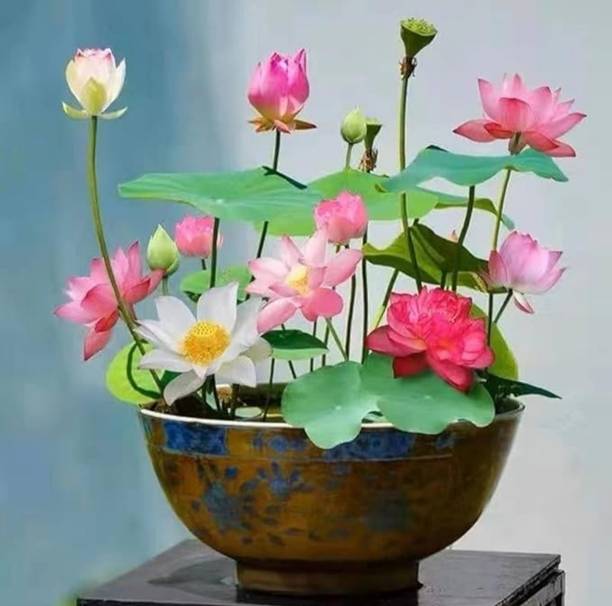 LBS Lotus, Lotus flower seeds, Lotus seeds, Water lily seeds, Kamal, Poddo beej, Flower seeds Seed
