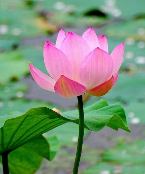 gardenUpp Lotus Seed