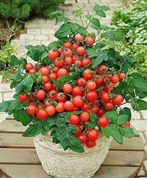Silba Tomato Seed