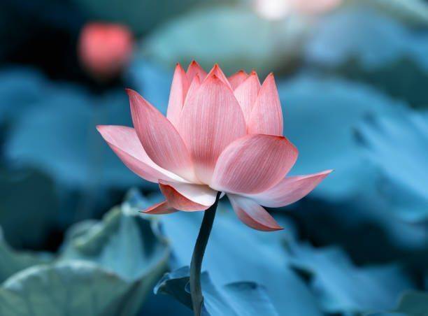 PNOQO Lotus Seed