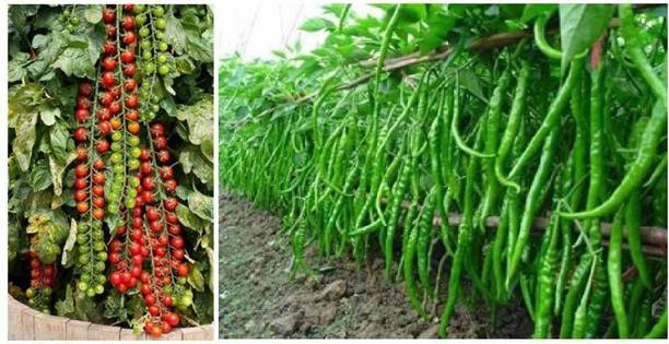 Silba Chilli seeds, Tomato Seeds Seed