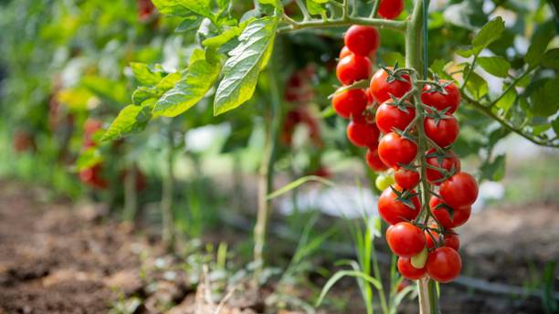 PNOQO Tomato Seed