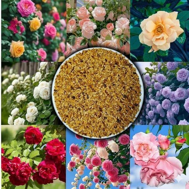 SEMINA VITA Mix Rose Gulab Flower Seeds - Fast Growing Hybrid Rose Seed Seed