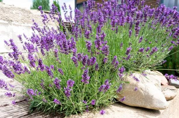 PLANTZON Lavender Plant Seed