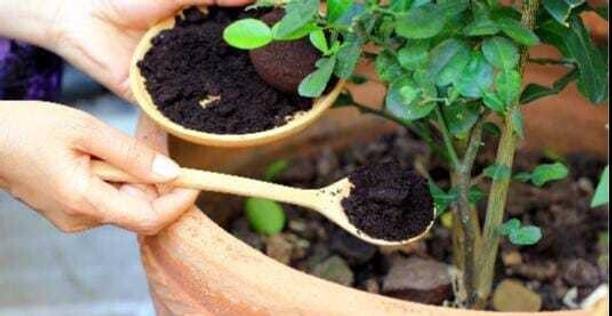 53 Badshah Organic fertilizer Manure, Fertilizer, Potting Mixture