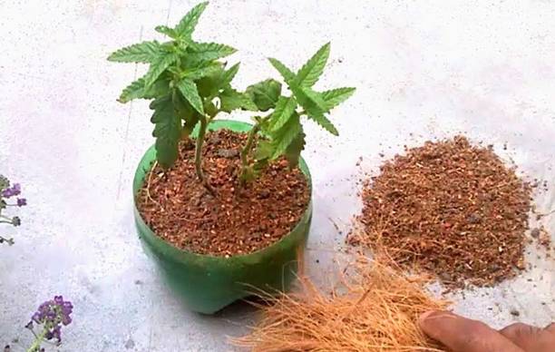Nirmaltrades Organic Potting Soil Mix Manure for Plant Manure