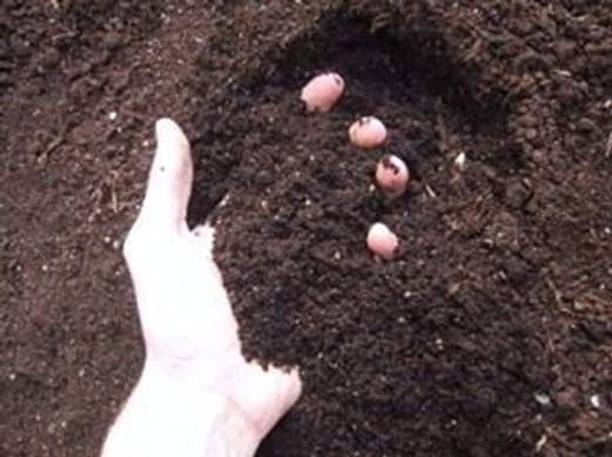 Kenware Vermicompost for Plants 10kg, Manure