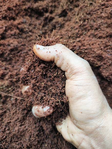 dhorganic 10kg Cocopeat Powder High Water Retention Soil Conditioner for Gardening Husk, Potting Mixture, Fertilizer