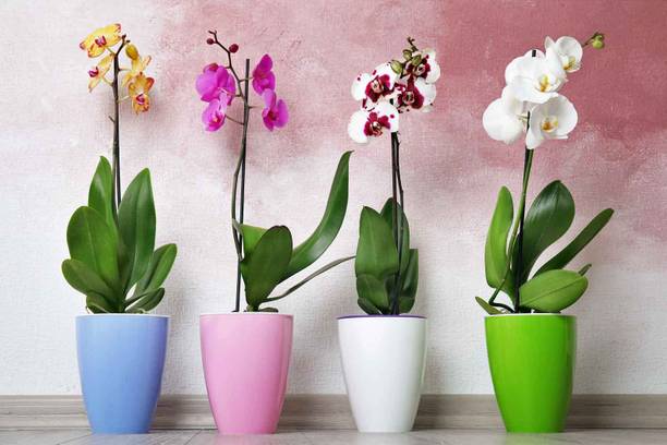 GaiaStore Orchid Plant