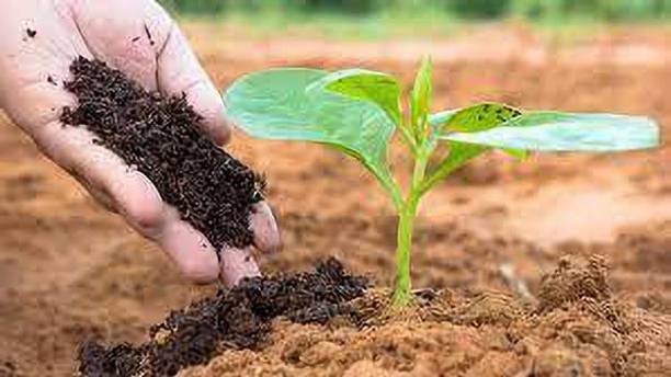 dasi Organic & Pure Vermicompost Manure